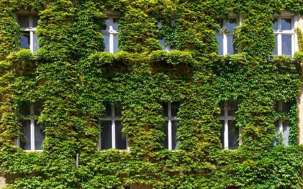 Fenster in einer grünen Wand